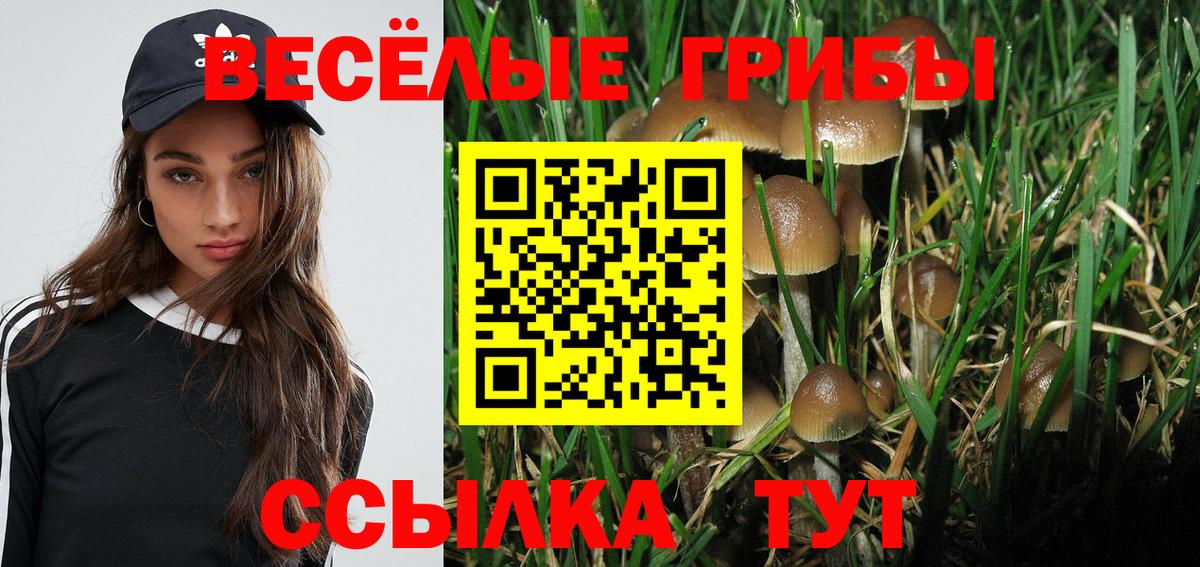 Звенигород  Псилоцибиновые грибы Psilocybe  Вход с VPN 